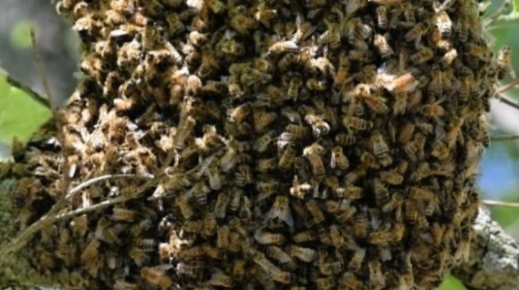  Bomberos reportan más de 4,200 emergencias por abejas africanizadas en 2026; piden evitar ruidos y provocaciones
