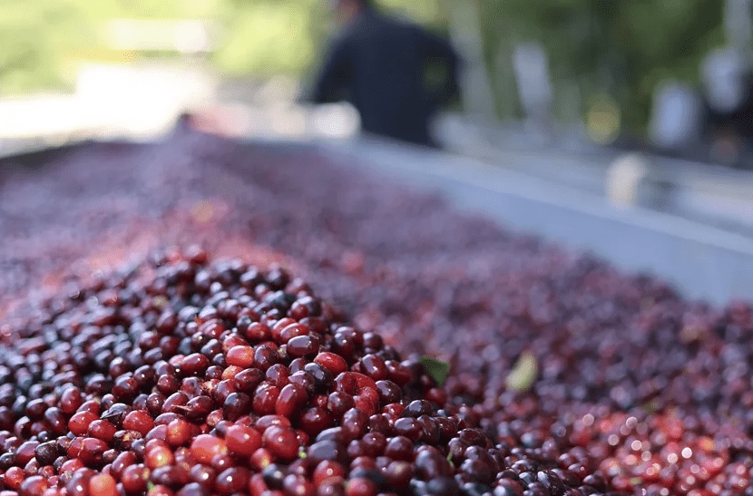  Gabinete autoriza importación de café oro para garantizar abastecimiento nacional