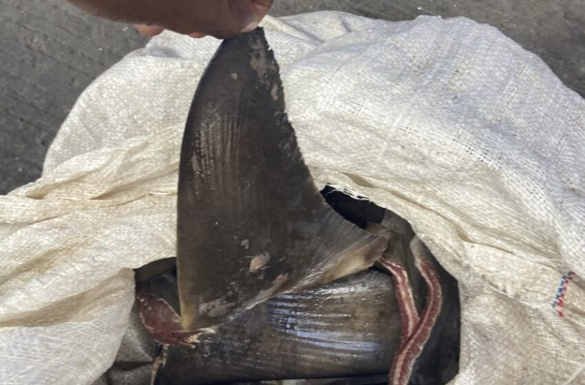  Golpe a la pesca ilegal: incautan 90 aletas de tiburón en Puerto Panamá