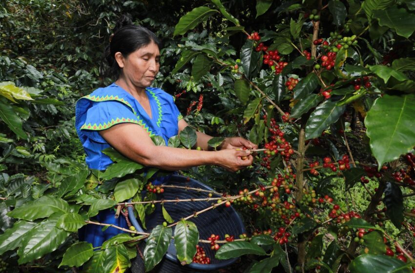  Del café orgánico al aula: historia de superación de beneficiaria del MIDES en la Comarca Ngäbe-Buglé