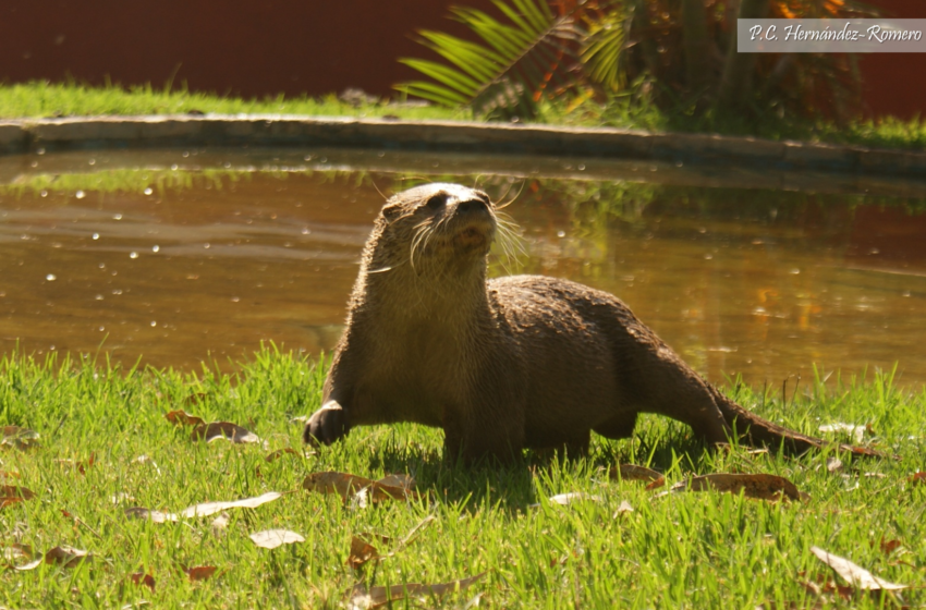  Panamá impulsa investigaciones pioneras sobre la nutria mesoamericana con apoyo de Coiba AIP y la UNAM