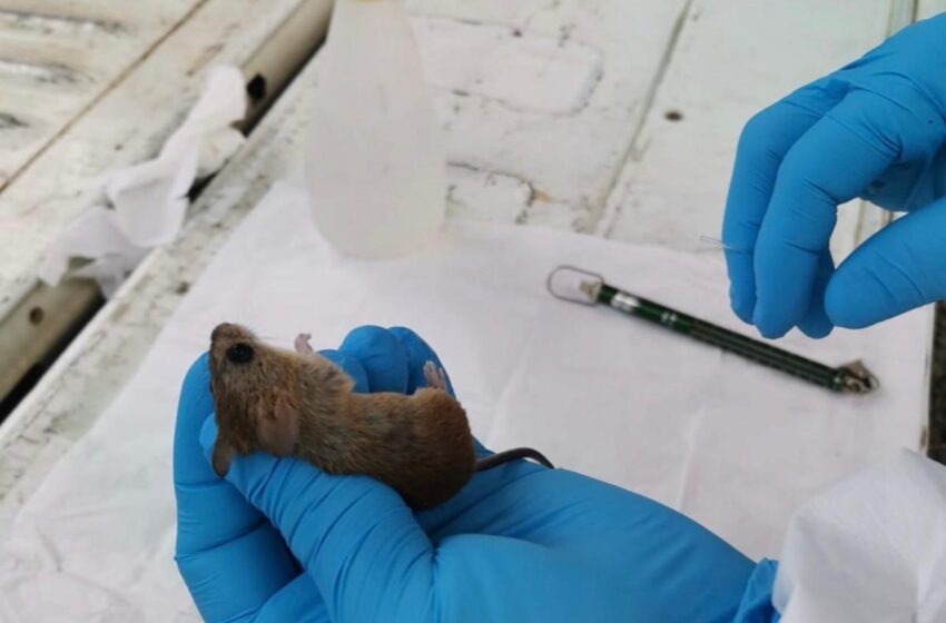  Minsa confirma muerte por hantavirus en Herrera y activa vigilancia epidemiológica