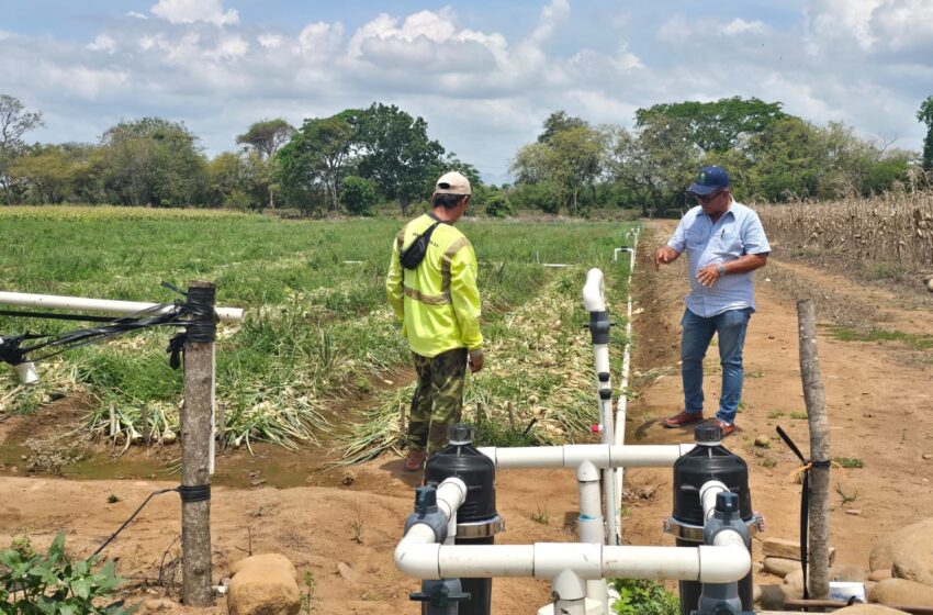  Convenio de cooperación técnica impulsa la producción de cebolla en Coclé con tecnología de riego e innovación