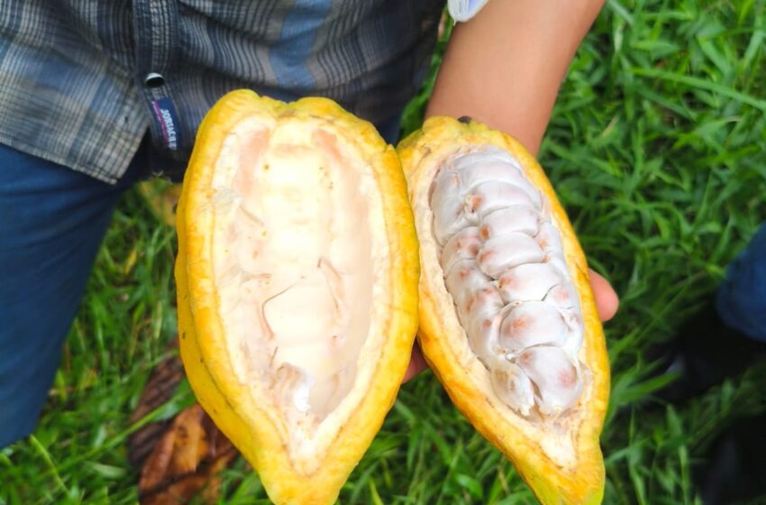  MIDA e IDIAP fortalecen capacidades de productores de cacao en Guna Yala