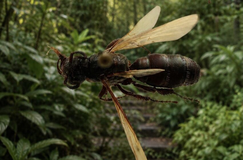  Descubren en Panamá una nueva especie de avispa gigante hallada en el Jardín Botánico Summit