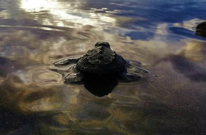  Tortugas marinas regresan a Panamá para perpetuar un ciclo de vida milenario