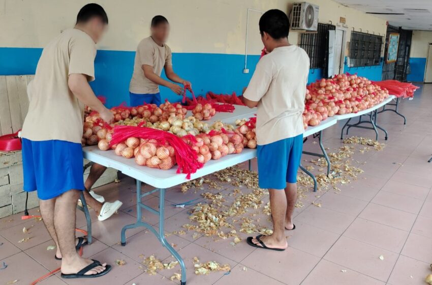  Jornada de empacado de cebollas fortalece la reinserción social de adolescentes en conflicto con la ley en Chiriquí