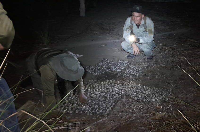  Decomisan 650 huevos de tortuga durante operativo de protección ambiental en Isla Cañas
