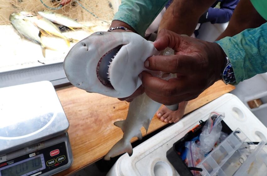  Prestigiosa revista científica internacional destaca descubrimiento panameño que fortalece la conservación marina en Coiba