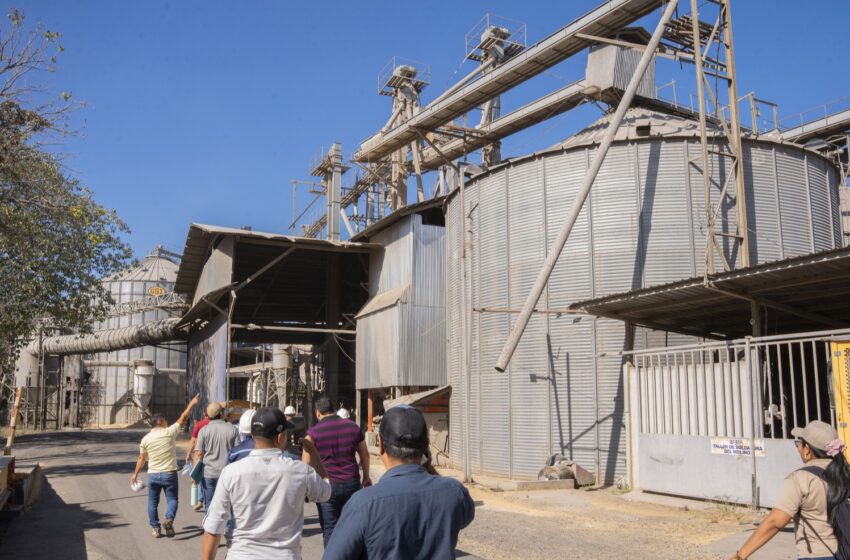  Molineros de arroz alertan sobre riesgos de El Niño y piden acciones inmediatas para proteger la seguridad alimentaria