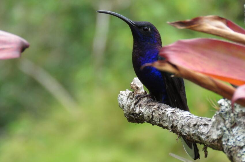  Panamá consolida herramientas financieras para proteger su riqueza natural