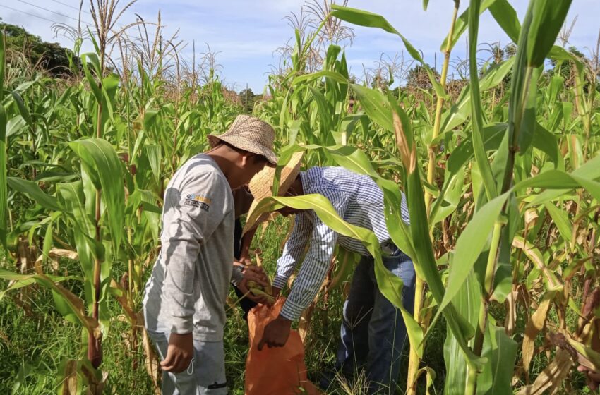  Panamá activa medidas preventivas para proteger el agro ante la llegada de un ‘Niño fuerte’