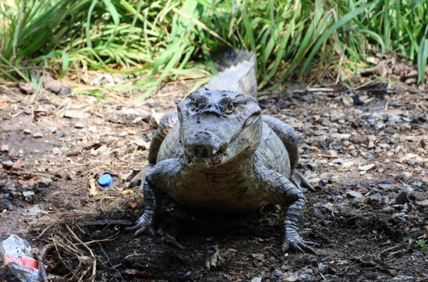  Autoridades refuerzan vigilancia y prevención en zonas con presencia de cocodrilos