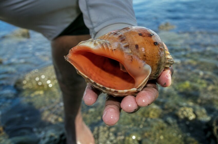  Investigación de la Universidad de Panamá alerta sobre el riesgo de extinción del caracol reina en el Caribe panameño