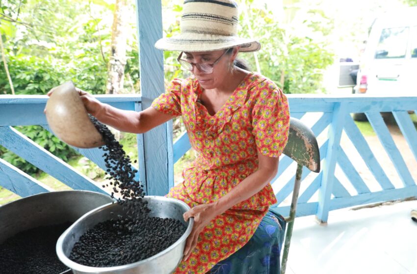  Tres emprendedoras de Capira llevan su café artesanal a nuevos mercados con el respaldo del MIDES