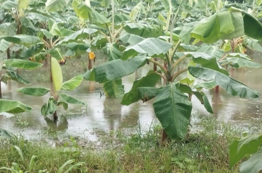  Inician evaluaciones de daños por lluvias en fincas aseguradas de Bocas del Toro