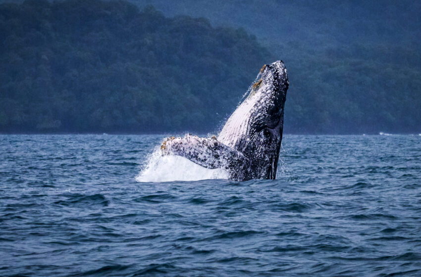  Temporada de avistamiento de ballenas inicia con llamado a cumplir las normas de protección