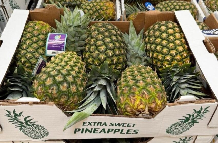  Piña panameña gana espacio en Canadá gracias a esfuerzo conjunto entre el MICI, Cancillería y productores