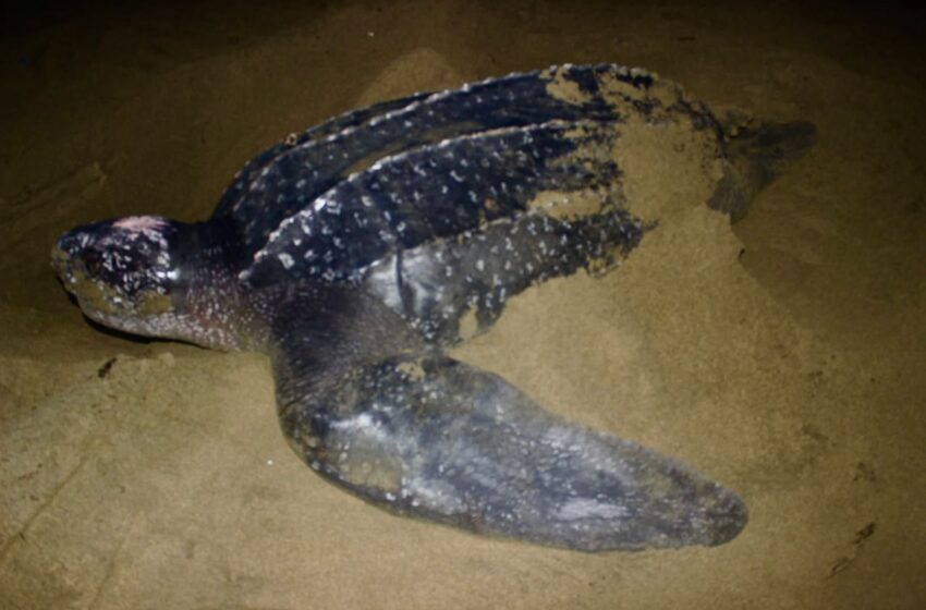  Darién registra el regreso de la tortuga baula al Pacífico panameño