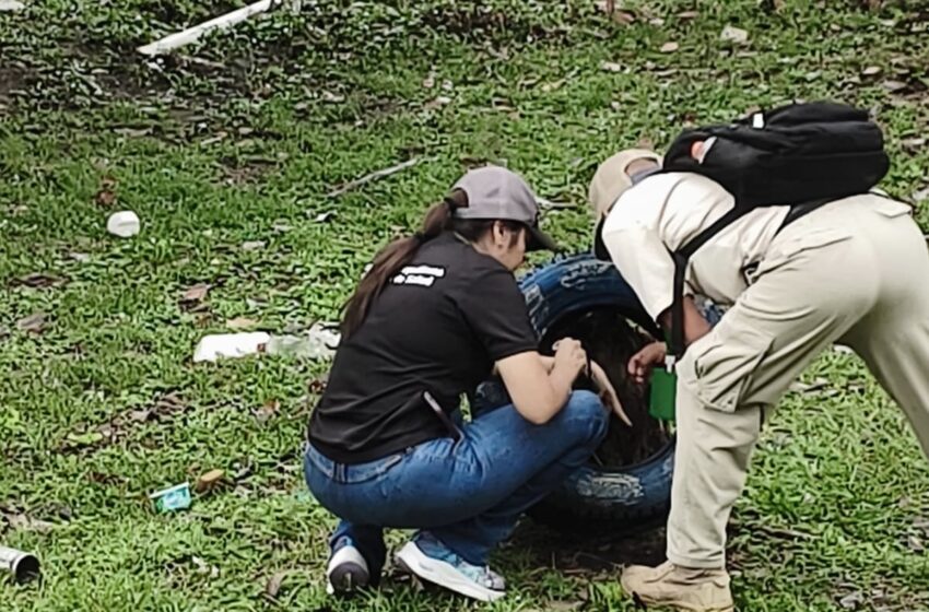  MINSA refuerza acciones contra el dengue con jornada de eliminación de criaderos en Tocumen