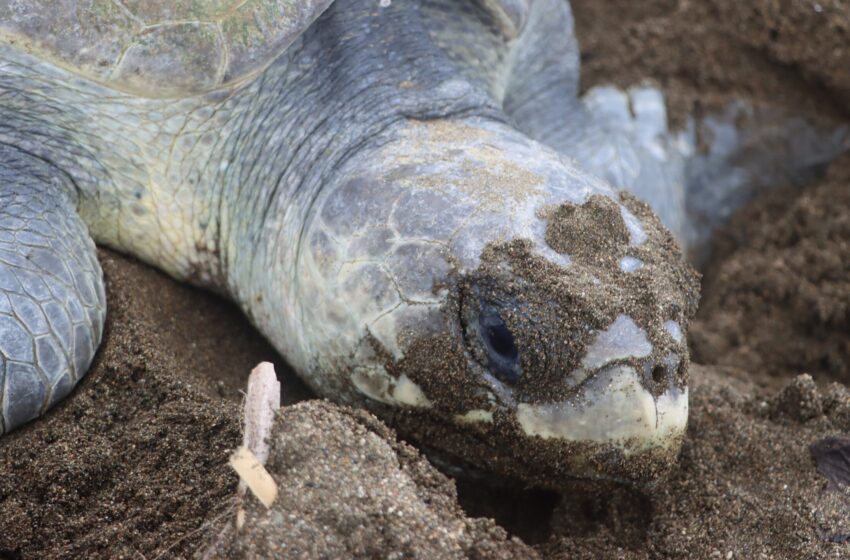  Panamá redobla esfuerzos para la conservación de tortugas marinas
