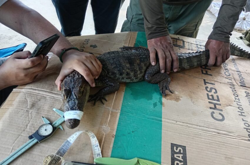  Panamá establece protocolo para prevenir y atender encuentros entre cocodrilos y comunidades