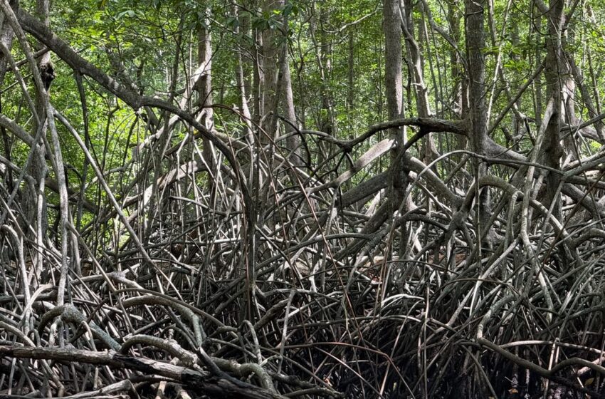  Manglares de David: MiAMBIENTE destaca su protección desde 2007 y su importancia para la pesca en Chiriquí
