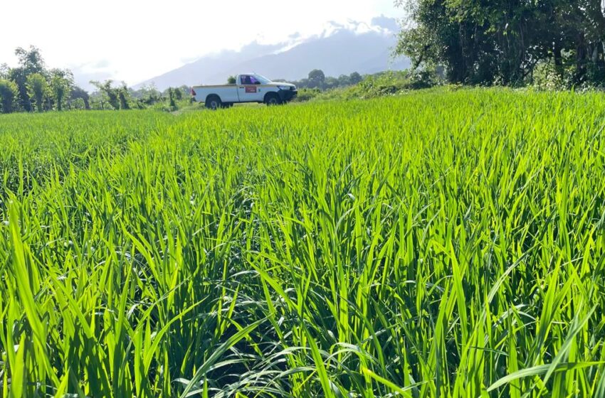  Dos productoras de Veraguas aseguran sus cultivos de arroz ante posibles riesgos