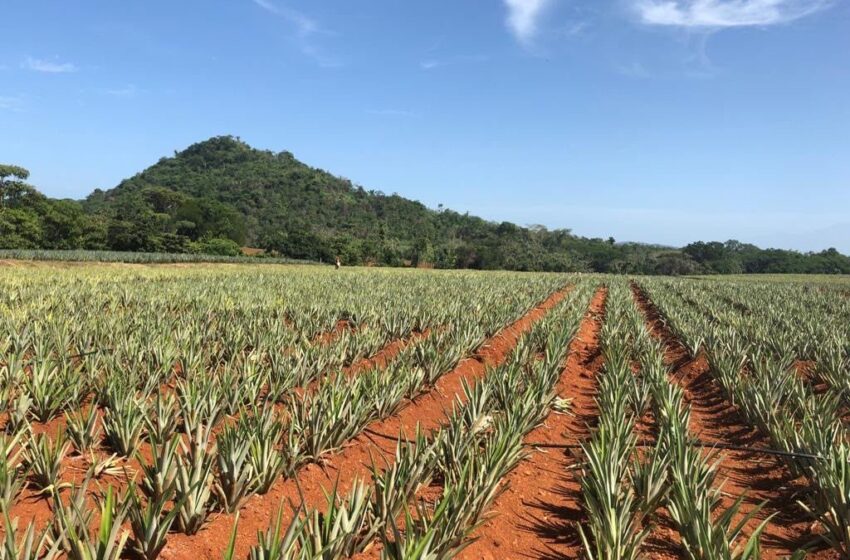  Del Monte busca productores de banano y piña para ampliar su red de abastecimiento ante la apertura de Puerto Barú