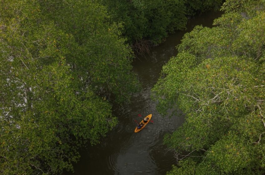  MiAmbiente propone reducir en más de 9 mil hectáreas el área protegida de manglares en Chiriquí