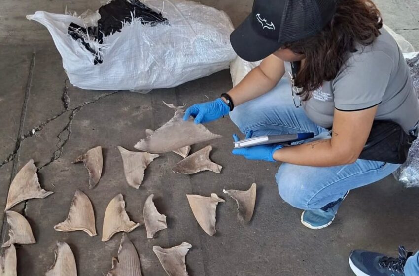  Retienen en Puerto Manzanillo contenedor con 109 sacos de aletas de tiburón con destino a Malasia