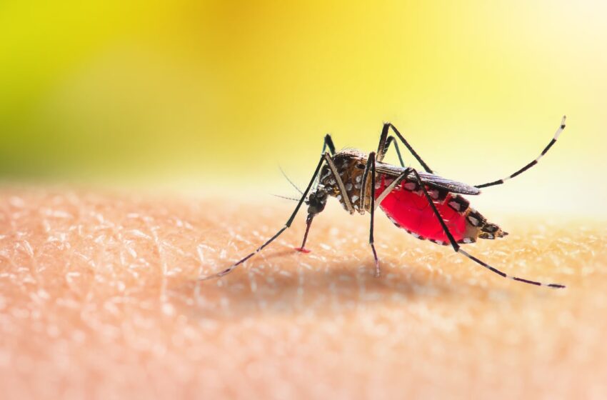  Panamá registra una reducción de casos de malaria y refuerza acciones para su eliminación