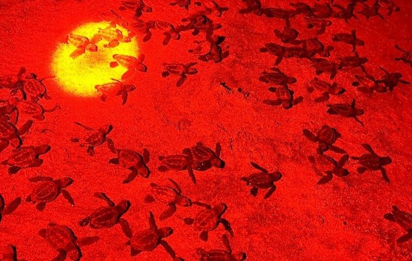  Más de 240 neonatos de tortuga golfina son liberados en Juan Hombrón
