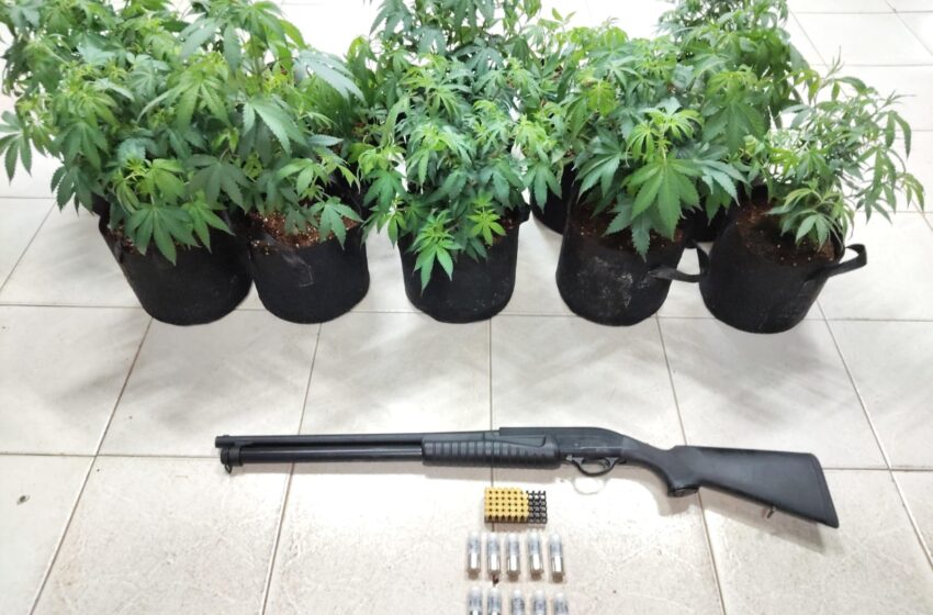  Operación Santander deja un aprehendido y el decomiso de 30 plantones de presunta marihuana en Arraiján
