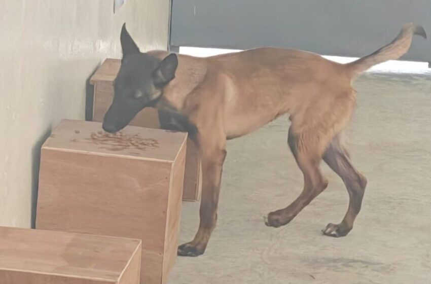 Cinco cachorros se preparan para detectar productos agropecuarios en puntos de ingreso al país
